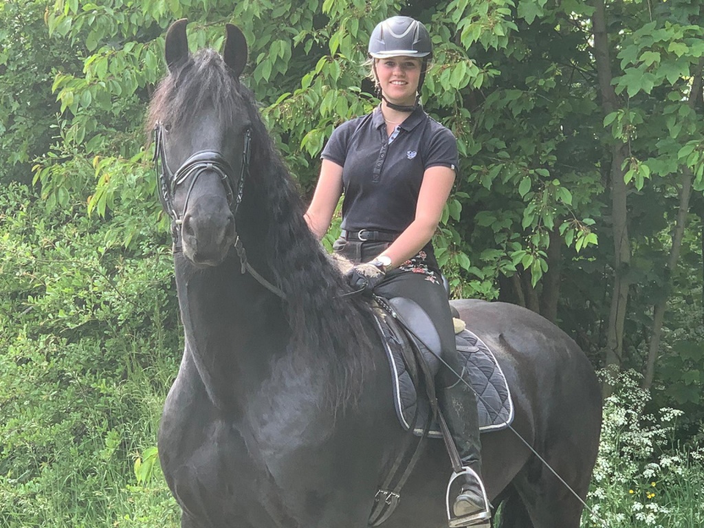 Friesian horse cover photo of MAICO